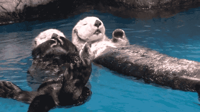 Sea otters holding hands while they sleep